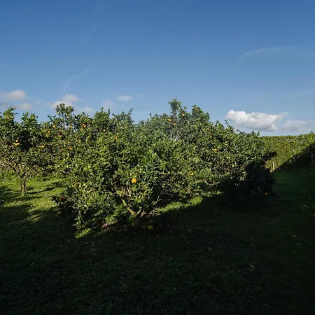 Quinta Do Ferreiro